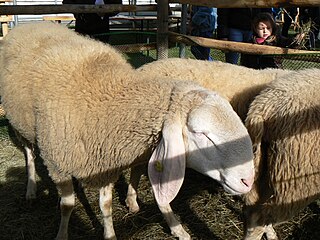 Bergamasca sheep Breed of sheep