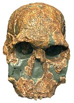 Vorschaubild für Homo rudolfensis