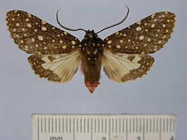 Bernathonomus aureopuncta