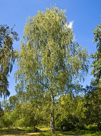 Betula pendula. Береза повислая (бородавчатая). Береза повислая Betula pendula. Береза бородавчатая Пендула. Береза обыкновенная (Betula Alba).