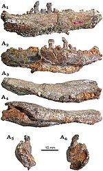 Dentary elements of the holotype Bienosaurus dentary.jpg