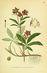 Thumbnail for File:Billeder af nordens flora (Plate 302) (8147569739).jpg