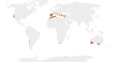 Extent of Mediterranean forests, woodlands, and scrub Biome map 12.svg