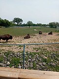 Миниатюра для Файл:Bison at the Winnipeg Zoo.jpg