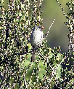 Black-chinned Sparrow (17876164853).jpg