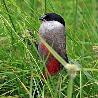 <span class="mw-page-title-main">Black-headed waxbill</span> Species of bird