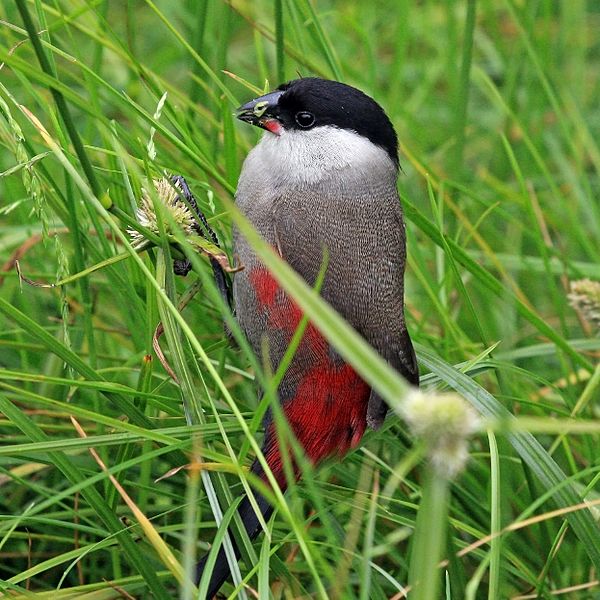 File:Black-headed waxbill (Estrilda atricapilla).jpg