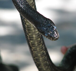 <i>Pantherophis alleghaniensis</i> species of reptile