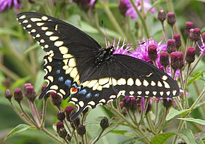 Papillon du céleri — Wikipédia