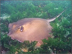 Stingray.