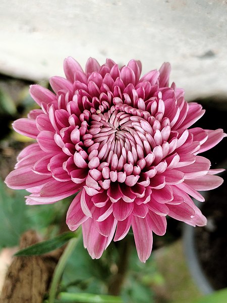 File:Blooming Pink Chrysanthemum.jpg