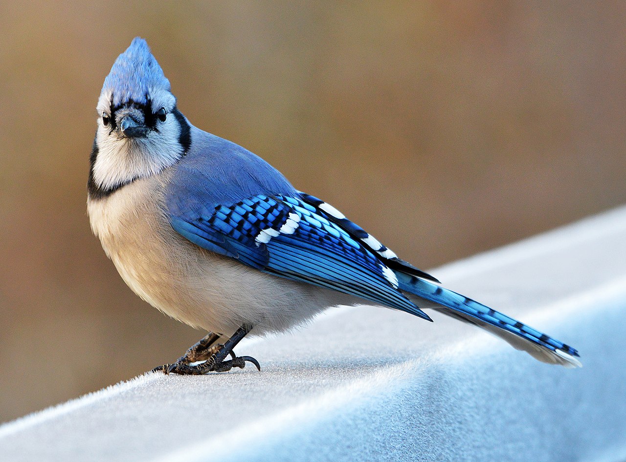 File:A Black and White Blue Jay (4818028350).jpg - Wikimedia Commons