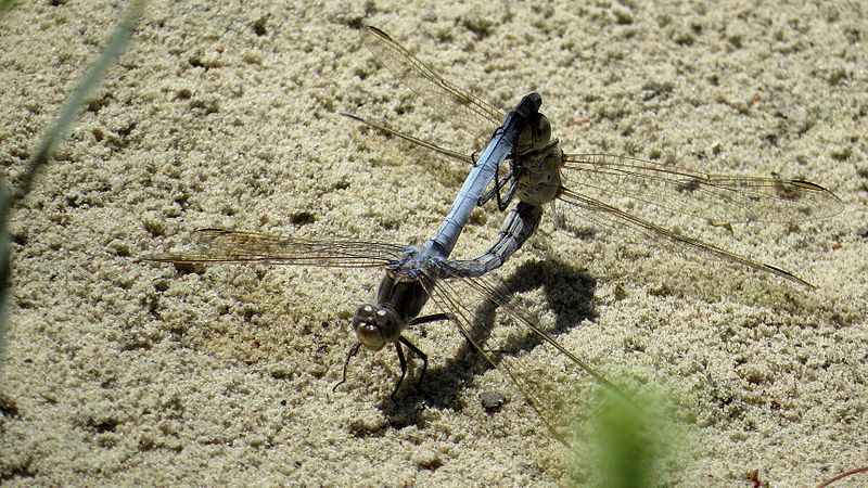 File:Blue Skimmers mating (15921434982).jpg