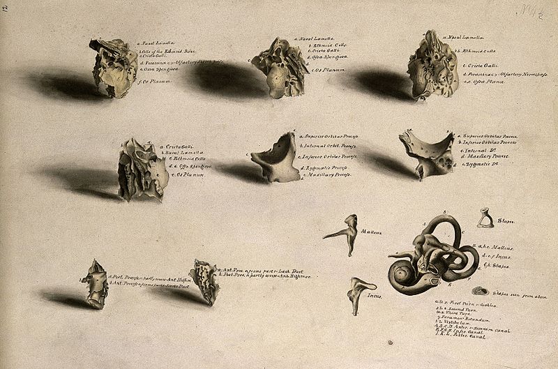 File:Bones of the skull and parts of the ear; thirteen figures. I Wellcome V0008222.jpg