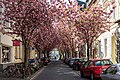 * Nomination Cherry blossom on Breite Strasse in Bonn, North Rhine-Westphalia, Germany --XRay 03:50, 7 May 2020 (UTC) * Promotion  Support Good quality -- Johann Jaritz 03:56, 7 May 2020 (UTC)