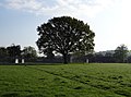 Borough Park oak (26951208372).jpg
