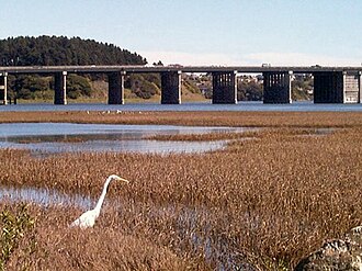 A great egret in Bothin Marsh, with Richardson Bay Bridge in the background. Bothin Marsh in Marin County California.jpg