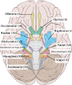 Vista inferior del cerebro humano, con los nervios craneales etiquetados.