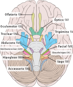 Brain human normal inferior view with labels es.svg