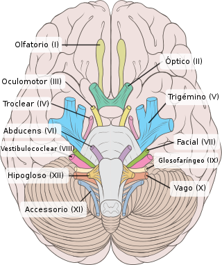 Cerebro humano normal vista inferior con etiquetas es.svg