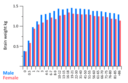 ไฟล์:Brain weight age.gif