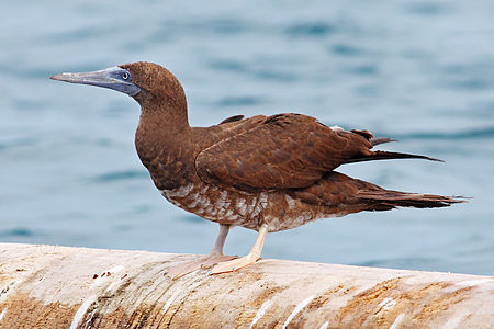 Brown-Booby-cr.jpg