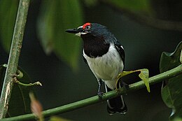 Baltagurklė auskarotoji musinukė (Platysteira cyanea)