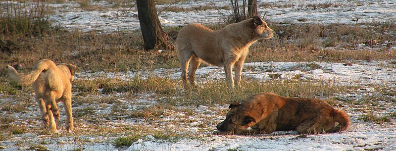 Реферат: Животные в доме