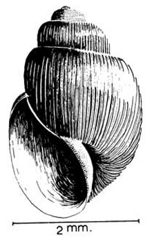 Školjka bulinus reticulatus.png