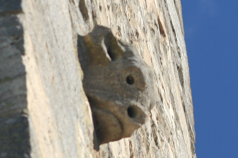 File:Bull Carving Church Tower.png