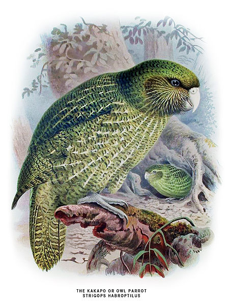 File:Buller Kakapo.jpg