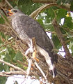 Adult; Chiricahua, Arizona