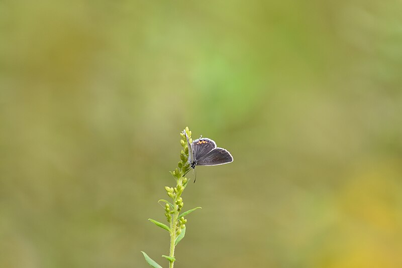 File:Butterfly birding font hill 9.19.18DSC 0642.jpg