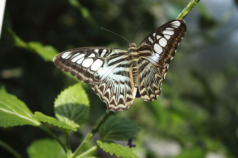 File:Butterfly in Victoria Gardens.jpg