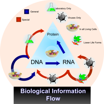 Transcripción inversa