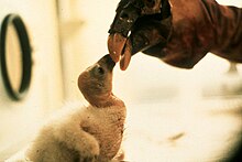 Puppet feeding of a captive California condor chick. CONDOR PUPPET (26298142818).jpg