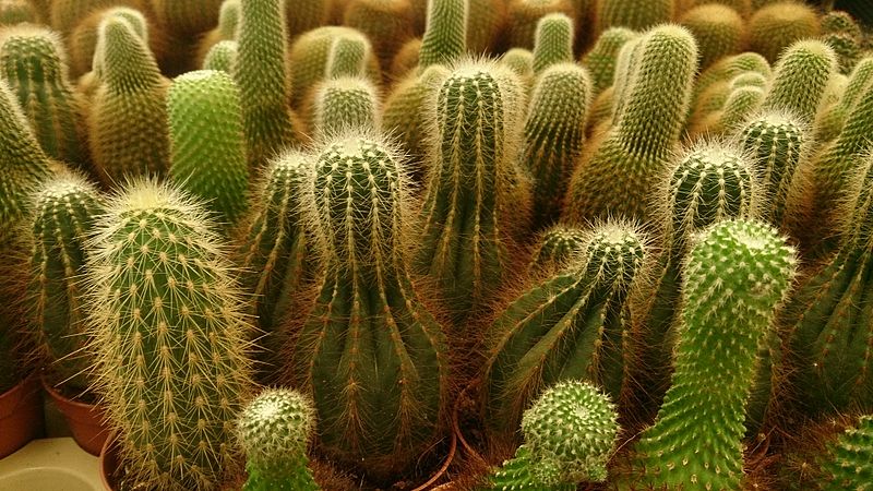 File:Cactus mix 12.jpg