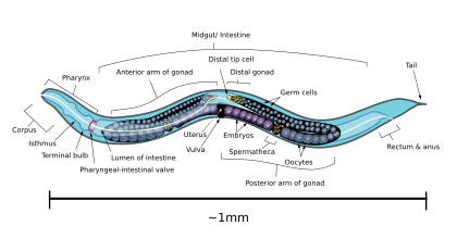 Diagrama anatômico lateral (lado esquerdo) do nematóide C. elegans adulto durante a fase hermafrodita, com ênfase nos sistemas digestivo e reprodutor. (definição 792 × 434)