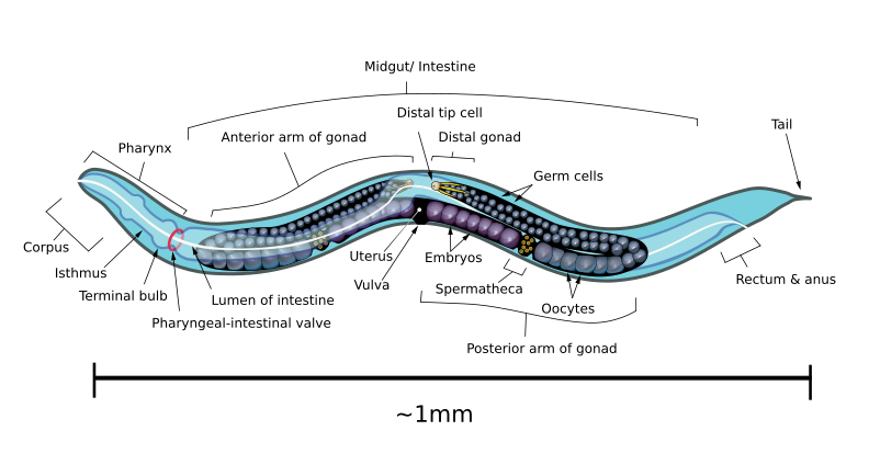 File:Caenorhabditis elegans hermaphrodite adult-en.svg