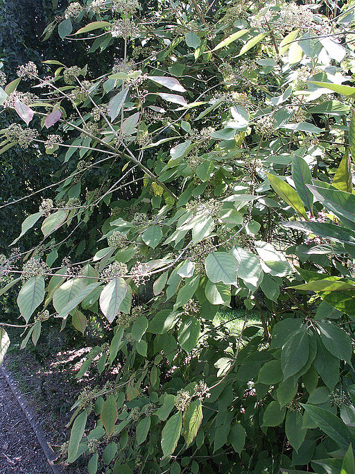 Callicarpa cathayana