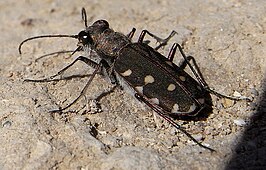 Calomera littoralis