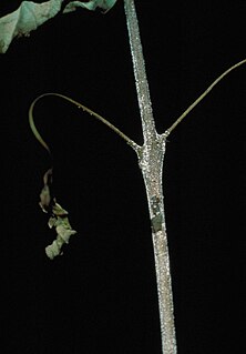 <i>Calonectria kyotensis</i> Species of fungus