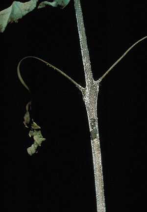 Calonectria kyotensis.jpg