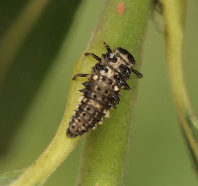 File:Calvia quattuordecimguttata (Cream-spot ladybird) - larva - Flickr - S. Rae.jpg