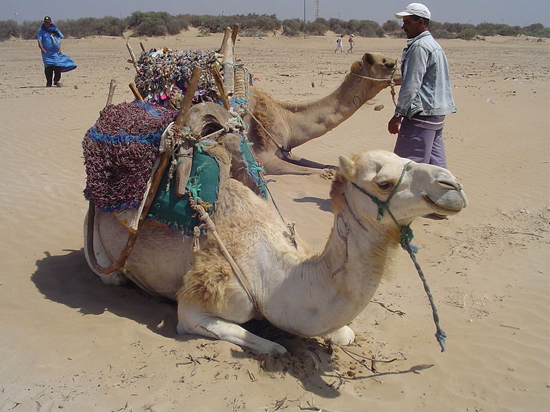 File:Camels at Essaouira (2845430196).jpg