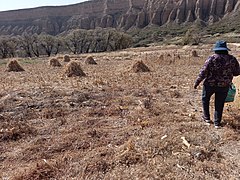 Camino a Deshojando el maíz O.C. - Yavi Chico