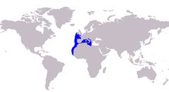 Campogramma glaycos vadigo distribution.PNG