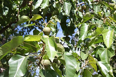 Tập_tin:Candle_Nut_Tree_(Aleurites_rockinghamensis)_01.jpg