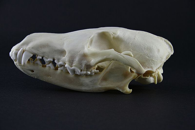 File:Canis-latrans-skull3.jpg