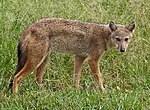 Canis adustus Kidepo National Park.jpg